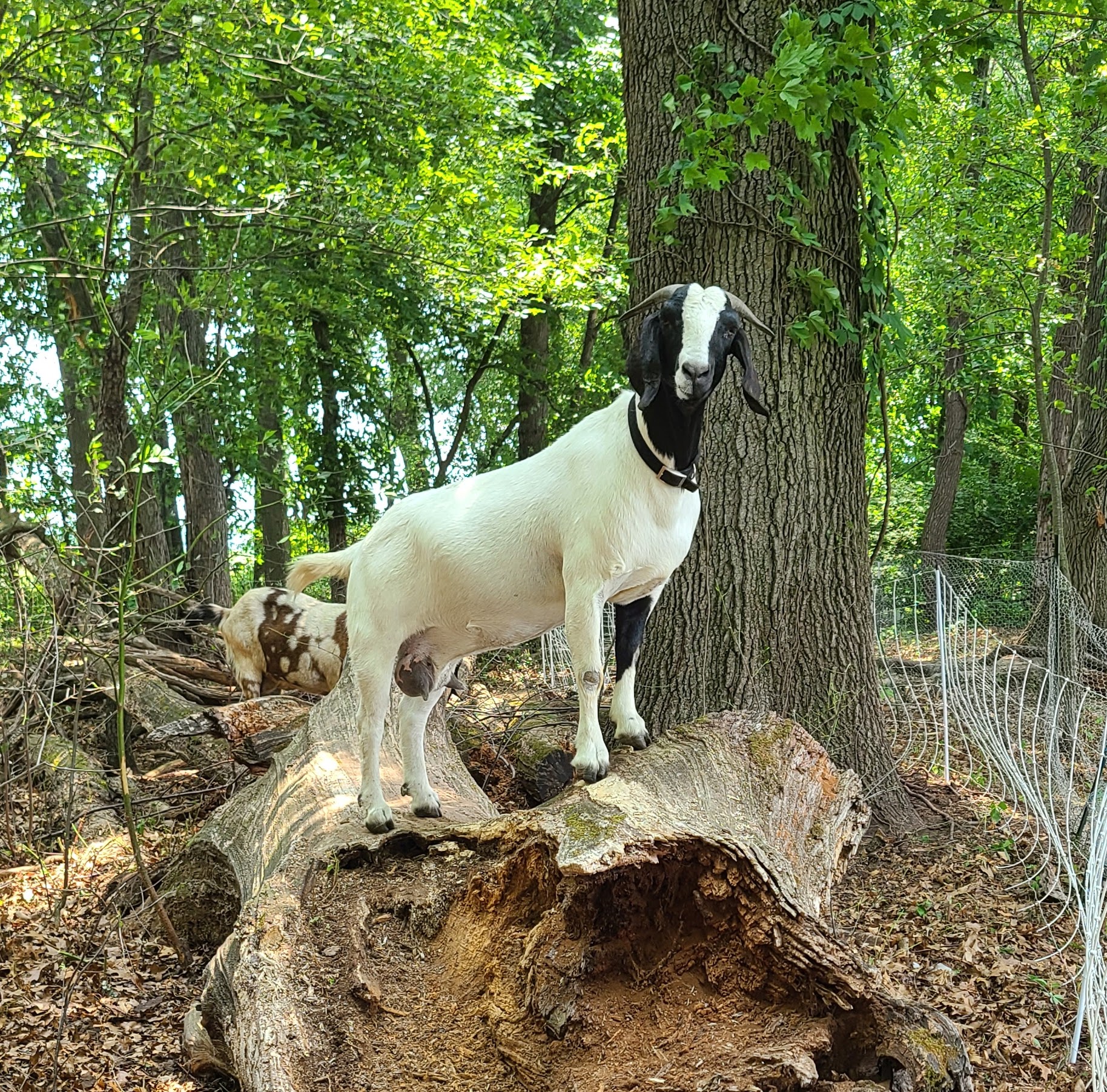 Goat standing on a log