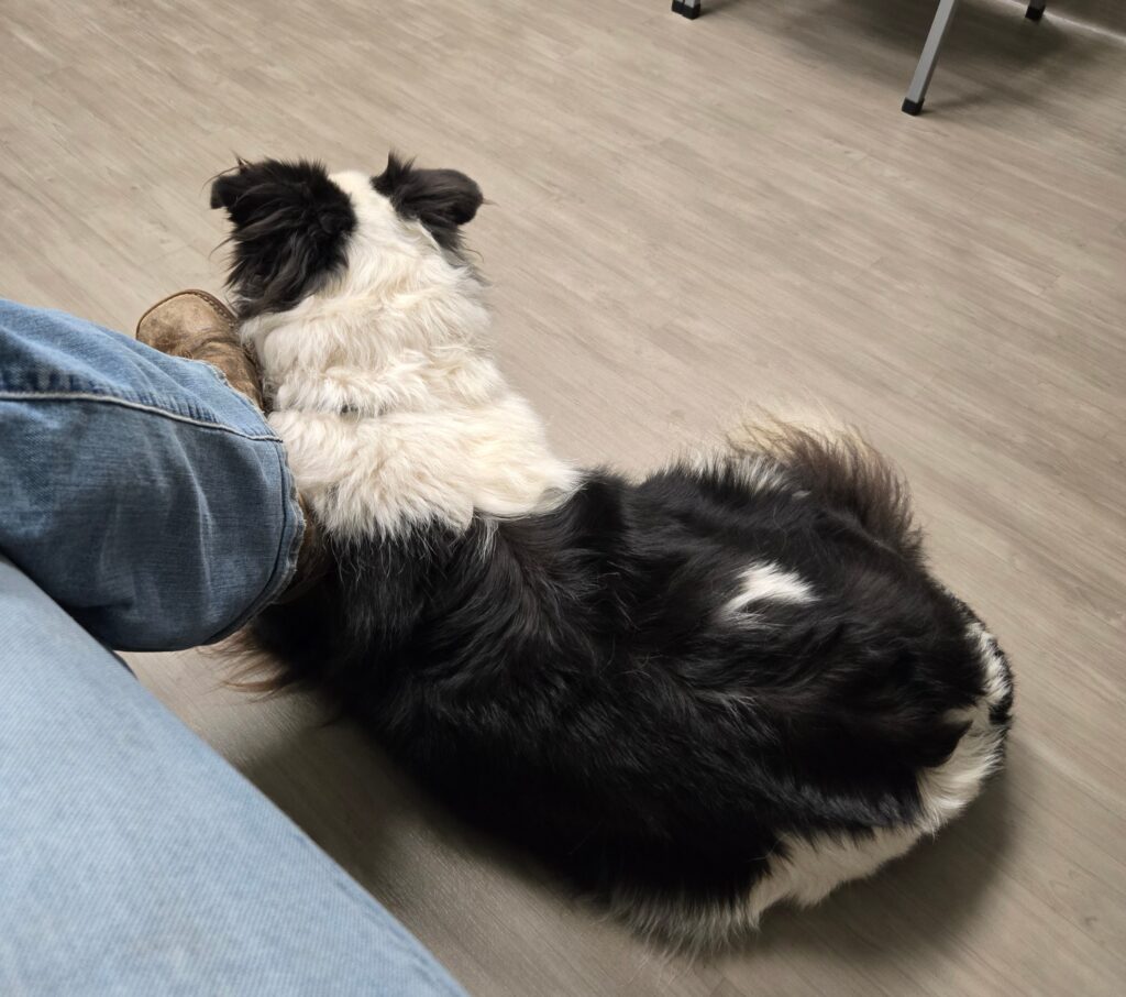 A Border Collie sitting next to her master's foot.