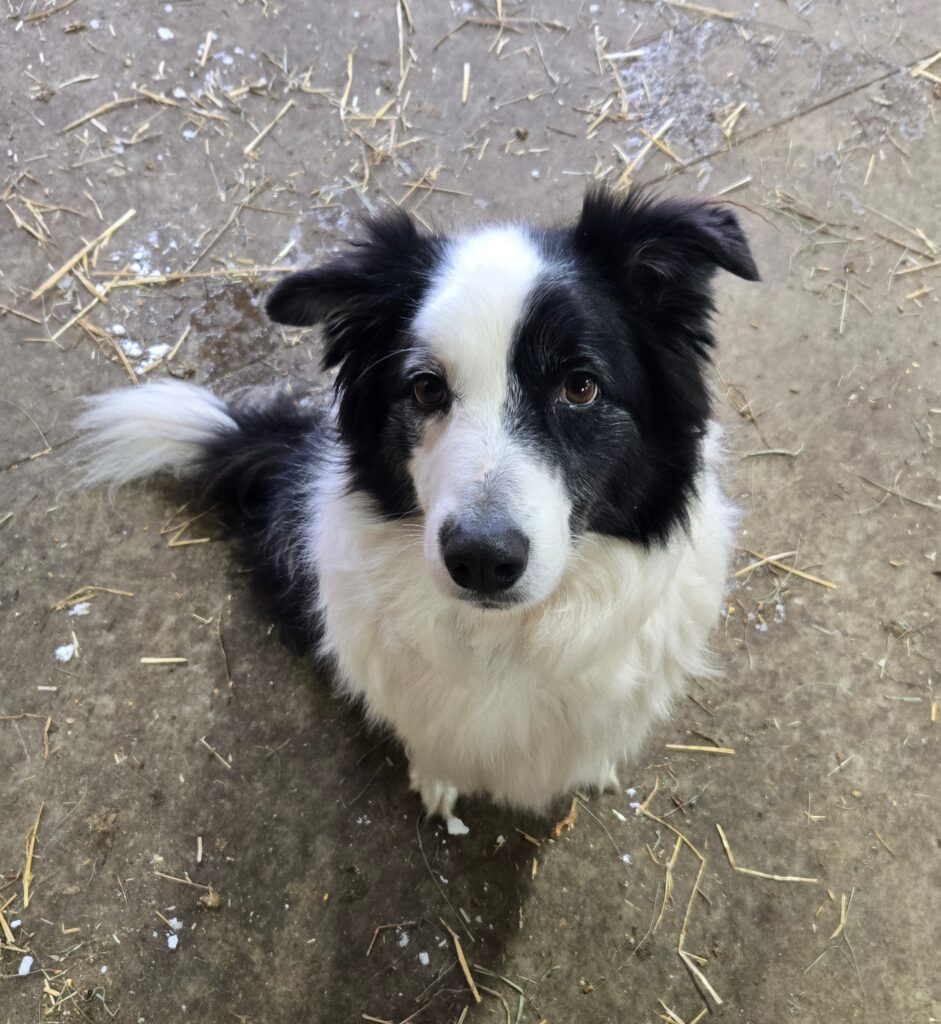 Border collie sitting.