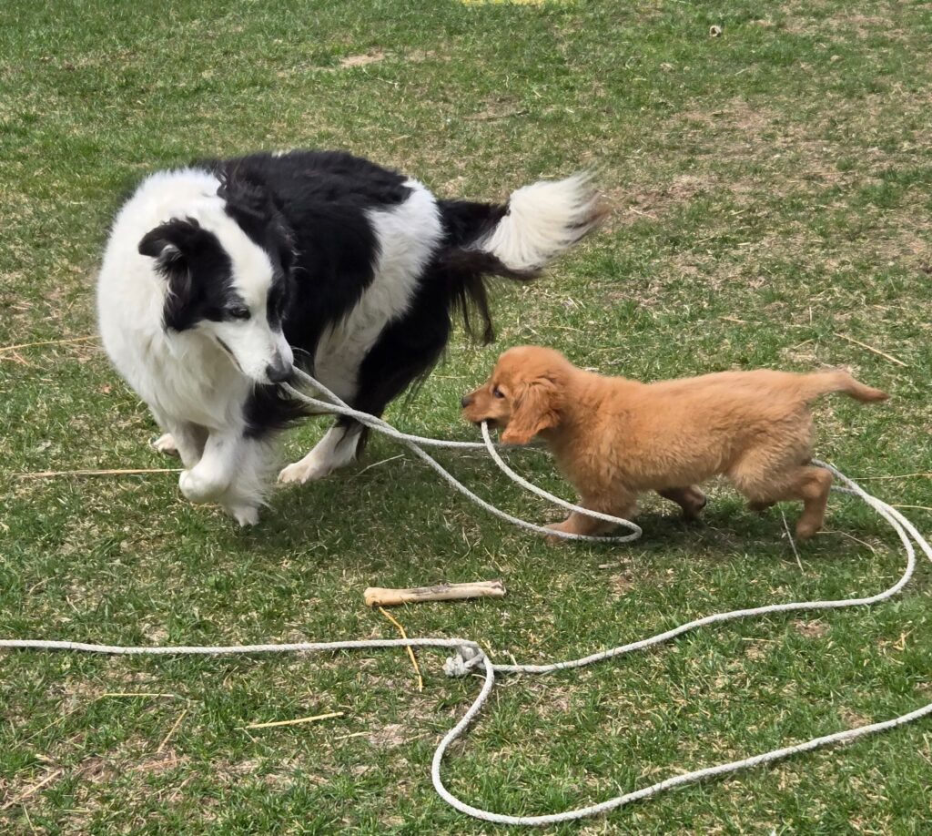 Two dogs playing with a rope.