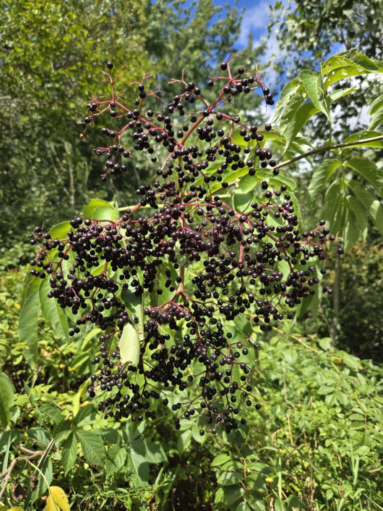 Wild elderberry