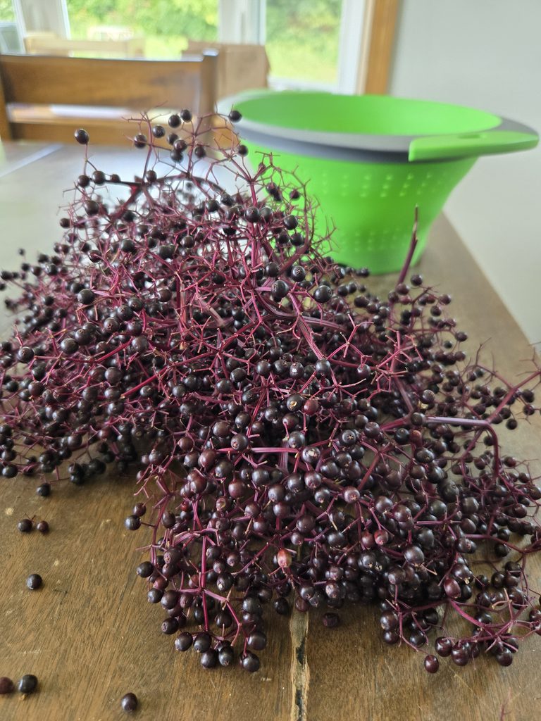 Elderberries in front of a colander.