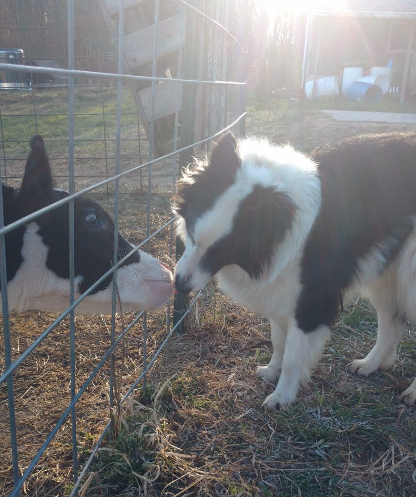 A dog licking a cow's nose.
