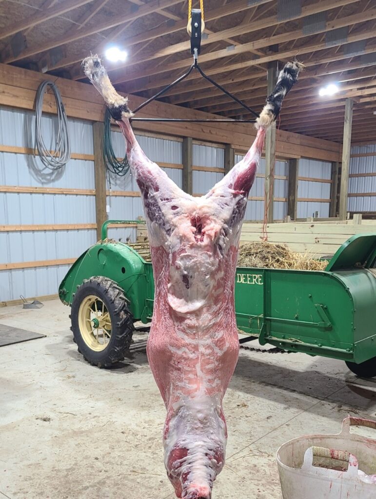 Goat carcass hanging in a barn example of raising goats for meat