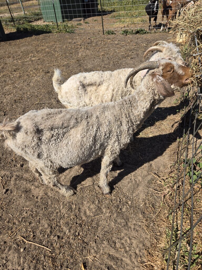 Thin Angora goats