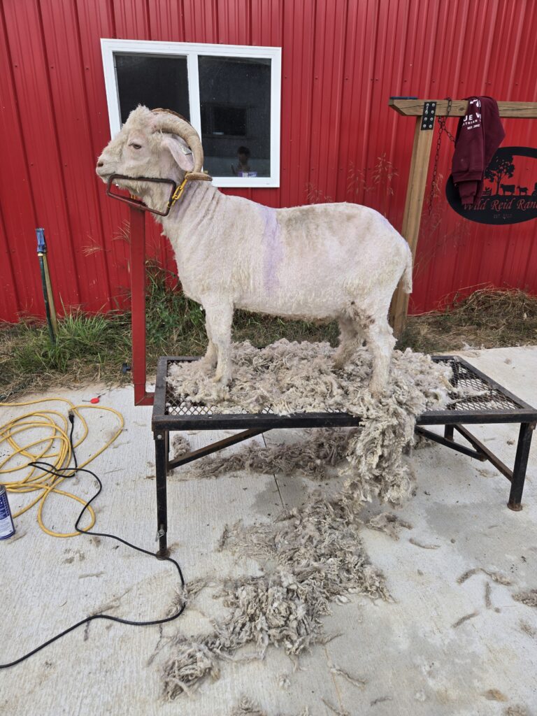 Shorn Angora buck.