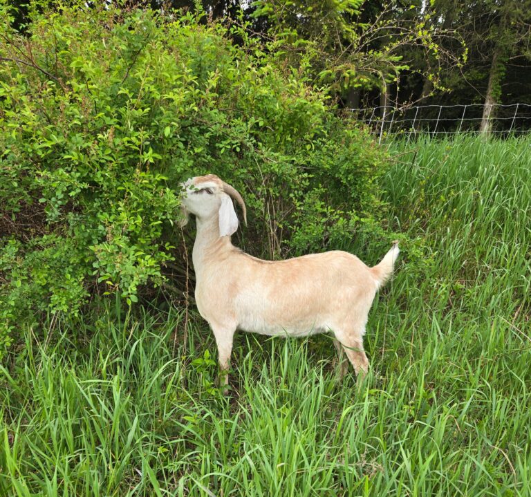 A goat eating a bush.