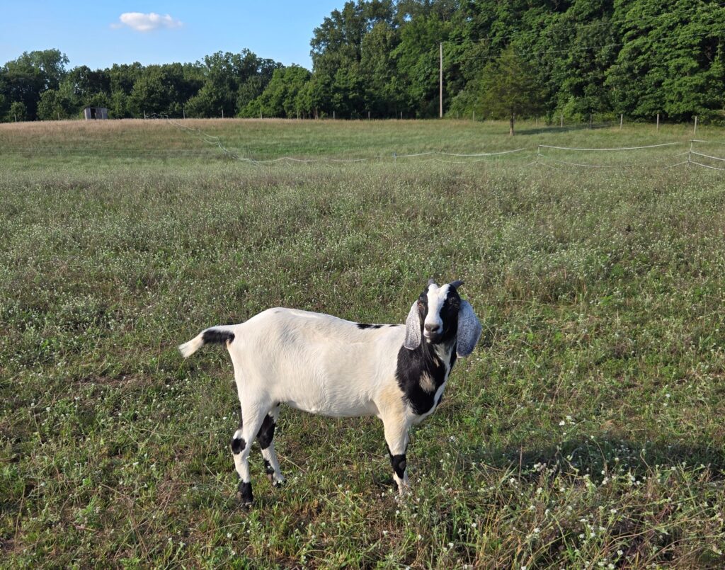 A goat with a body condition score of 3