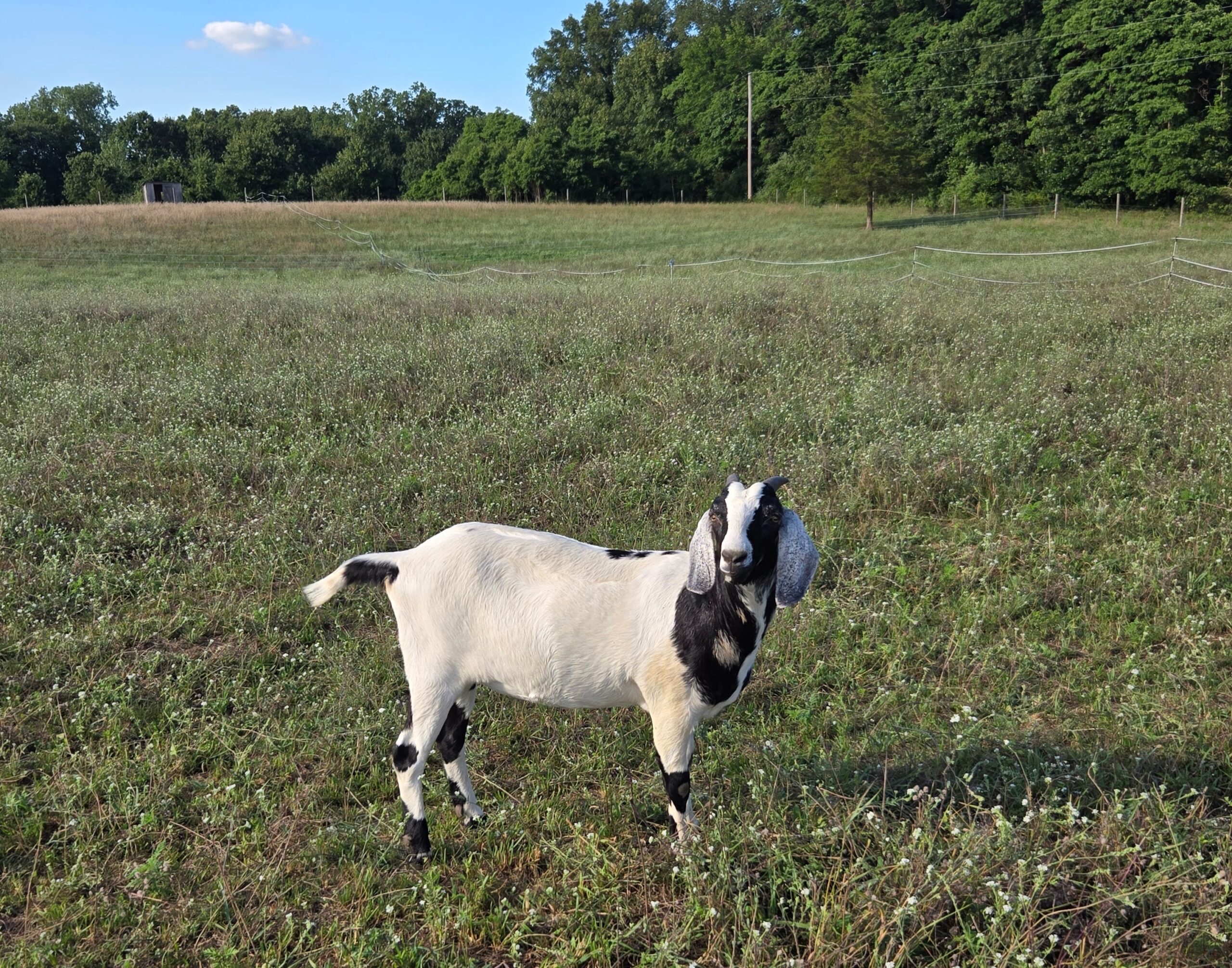 A goat with a body condition score of 3