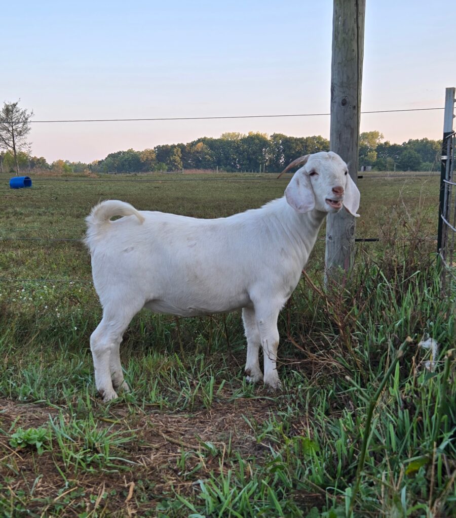 Boer/Savannah doeling.