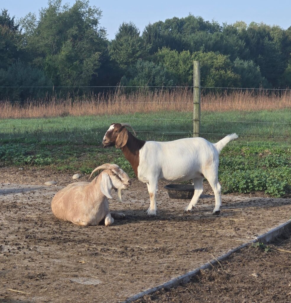 Two Boer goats.