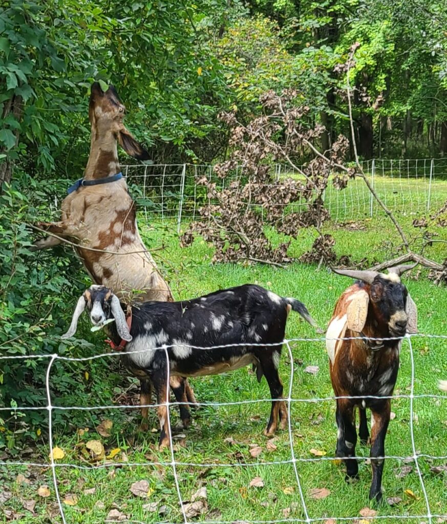 Three goats eating brush.