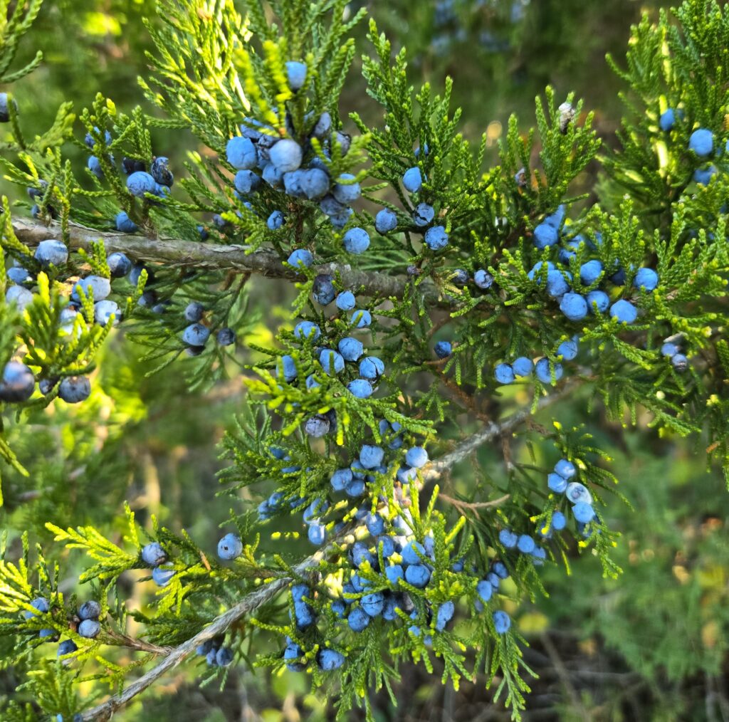 Ripe juniper berries