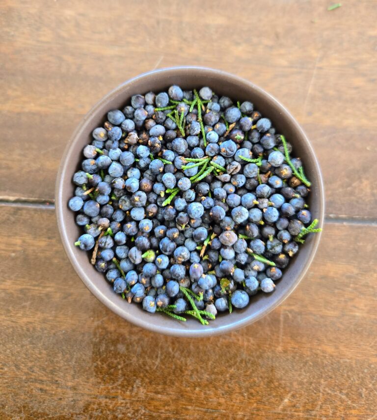 Wild foraged juniper berries.