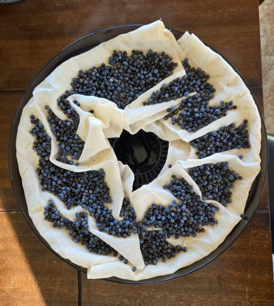 Dehydrator loaded with juniper berries.