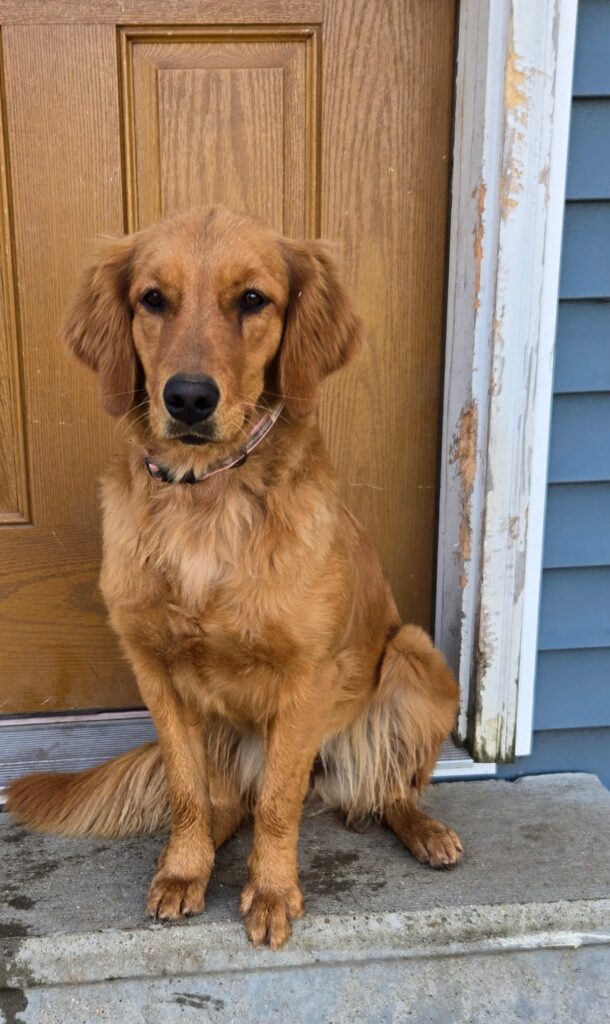 Golden retriever sitting on a door step.