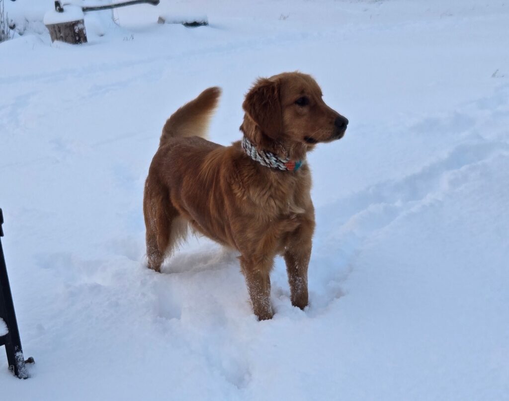 Dog wearing a homemade collar
