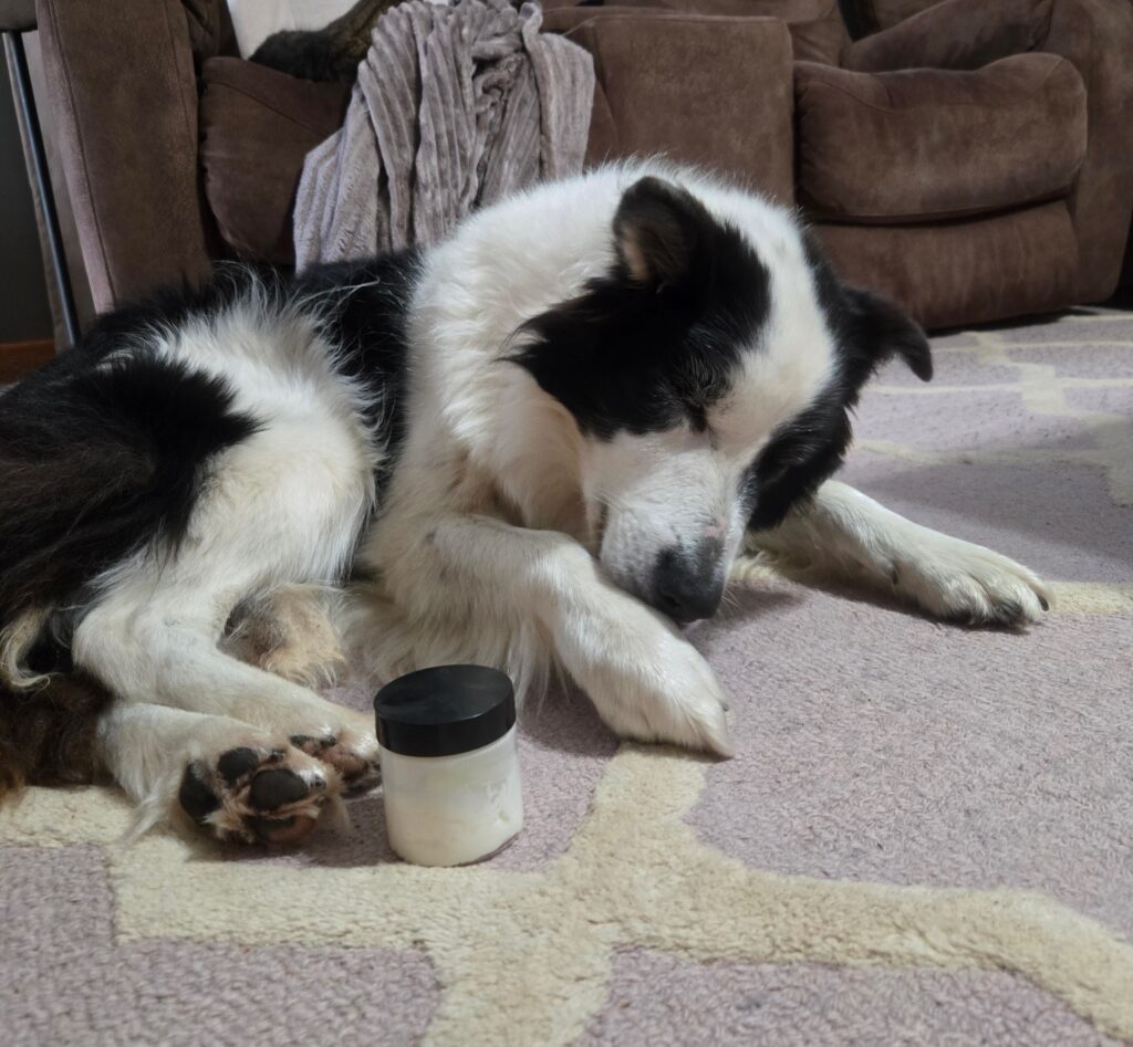 A black and white dog licking her paws.