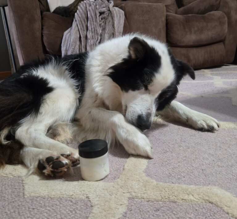 How to Make Whipped Tallow Paw Balm for Dogs