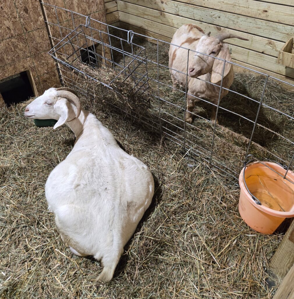 A pregnant goat lying down.