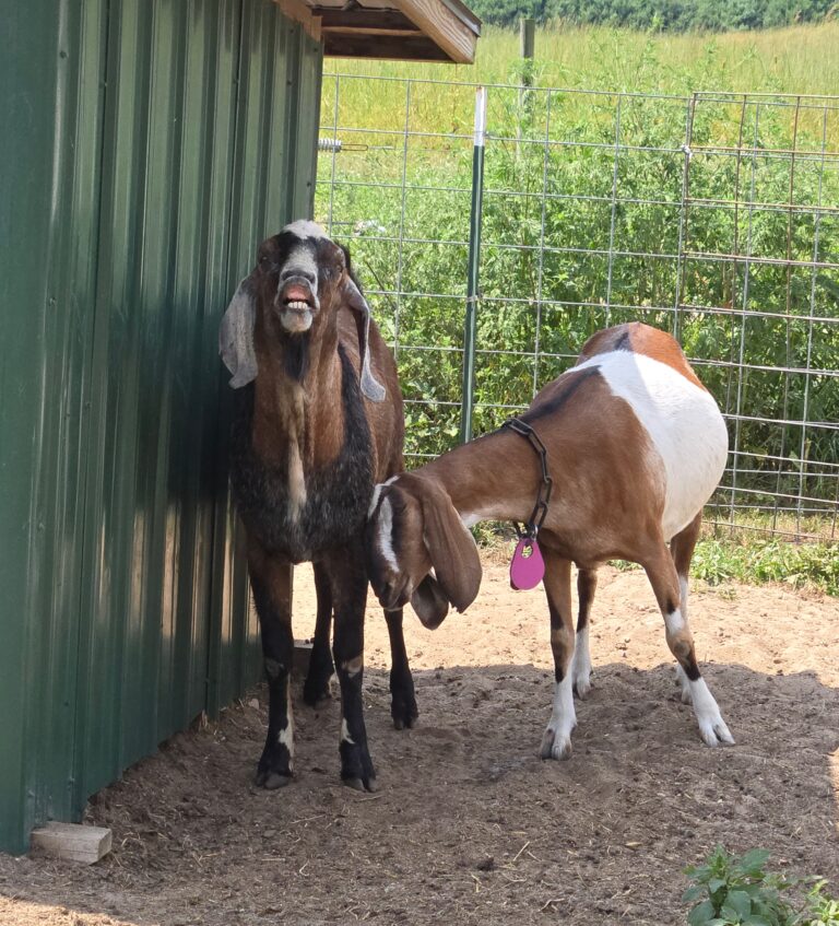 Male a female goats standing by a shed.