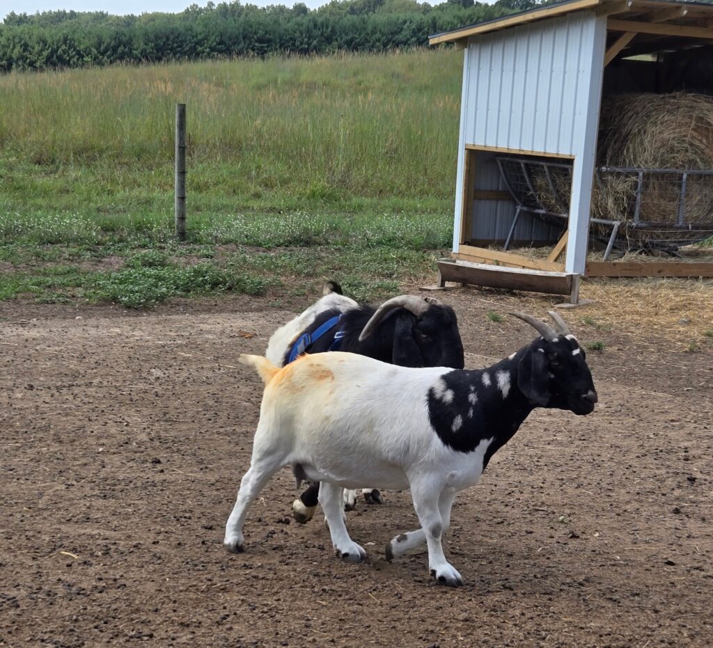 Buck goat chasing a doe.