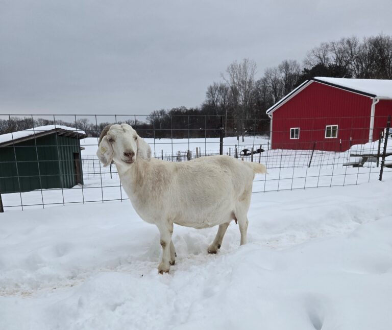 A white goat in the snow.