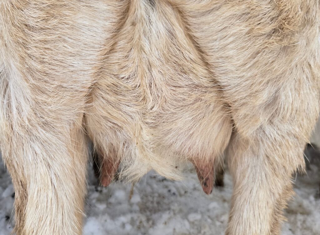 Goat is pregnant and developing an udder.