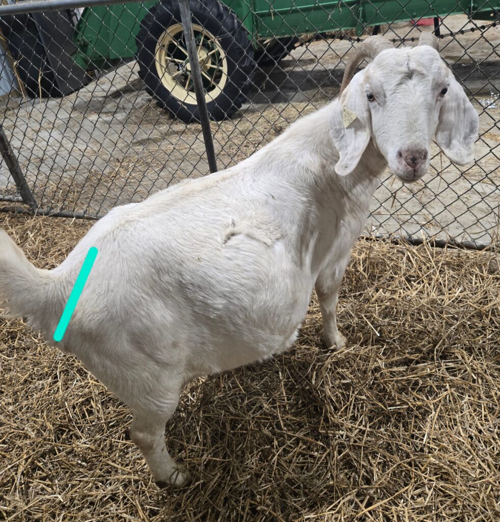 A white goat with a line drawn on her where the ligaments are located.