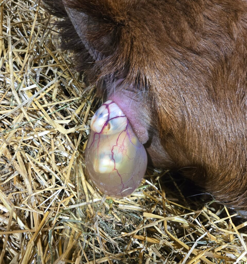 A water sac presenting in a goat in labor.