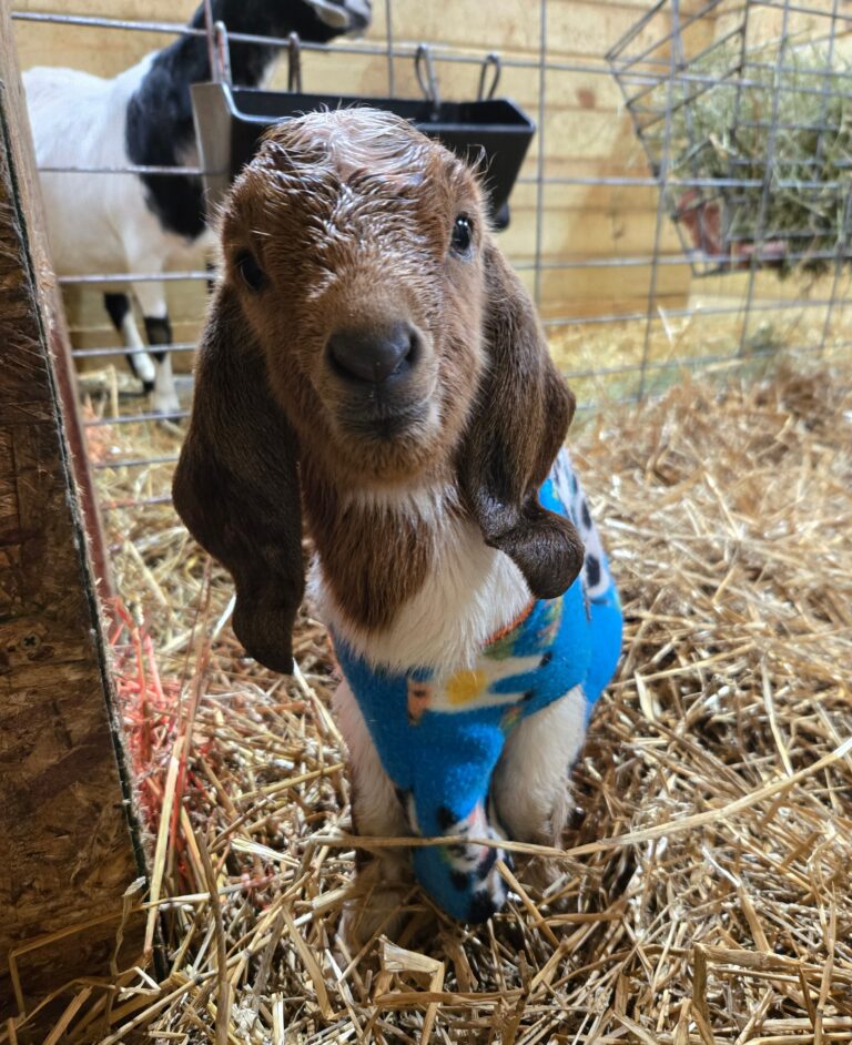 Baby goat wearing a coat.