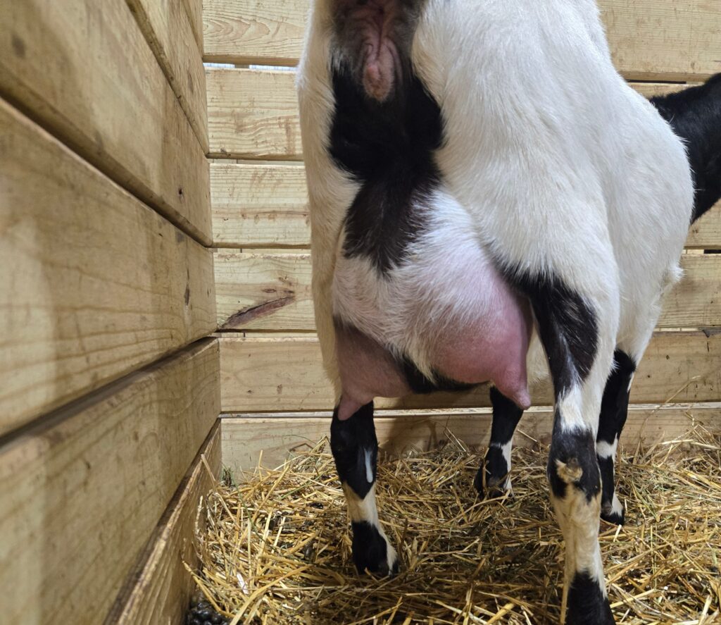 A goat's udder signs of labor in goats