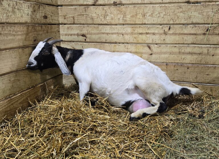 A goat in labor pushing.