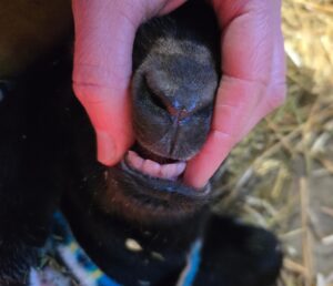 Teeth of a newborn goat.