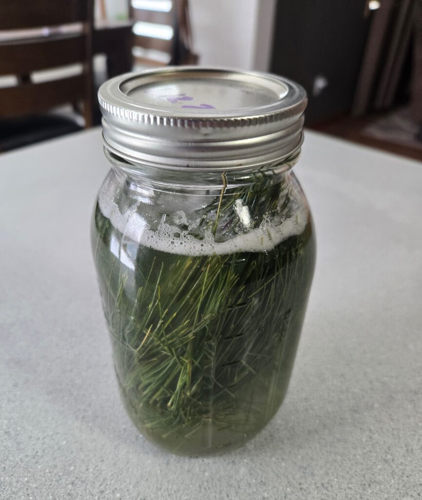 A Mason jar with bubbly pine needle soda ready to drink