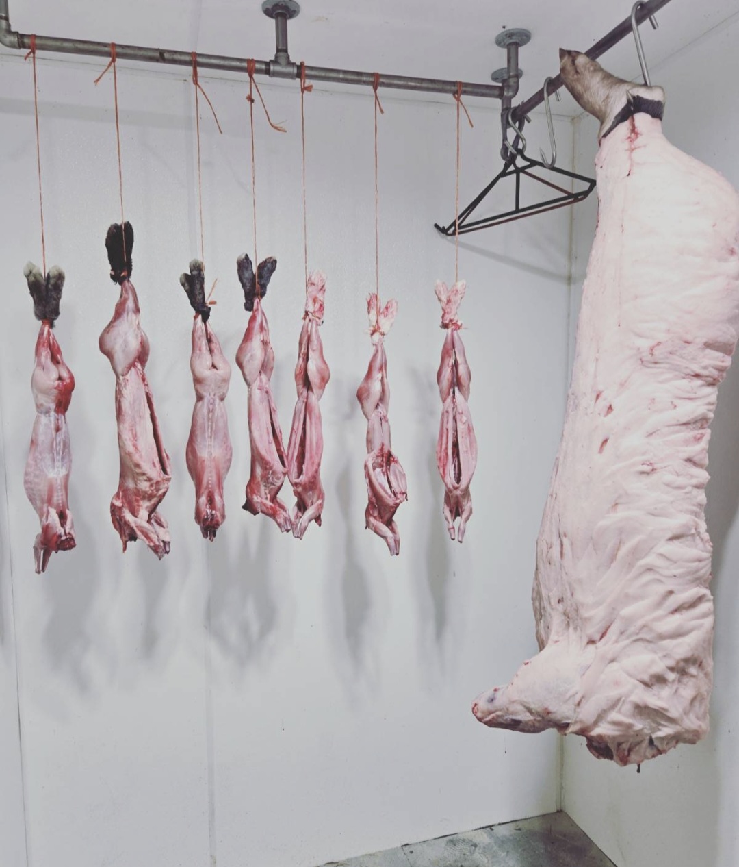 Rabbits and a hog carcass hanging in a cooler
