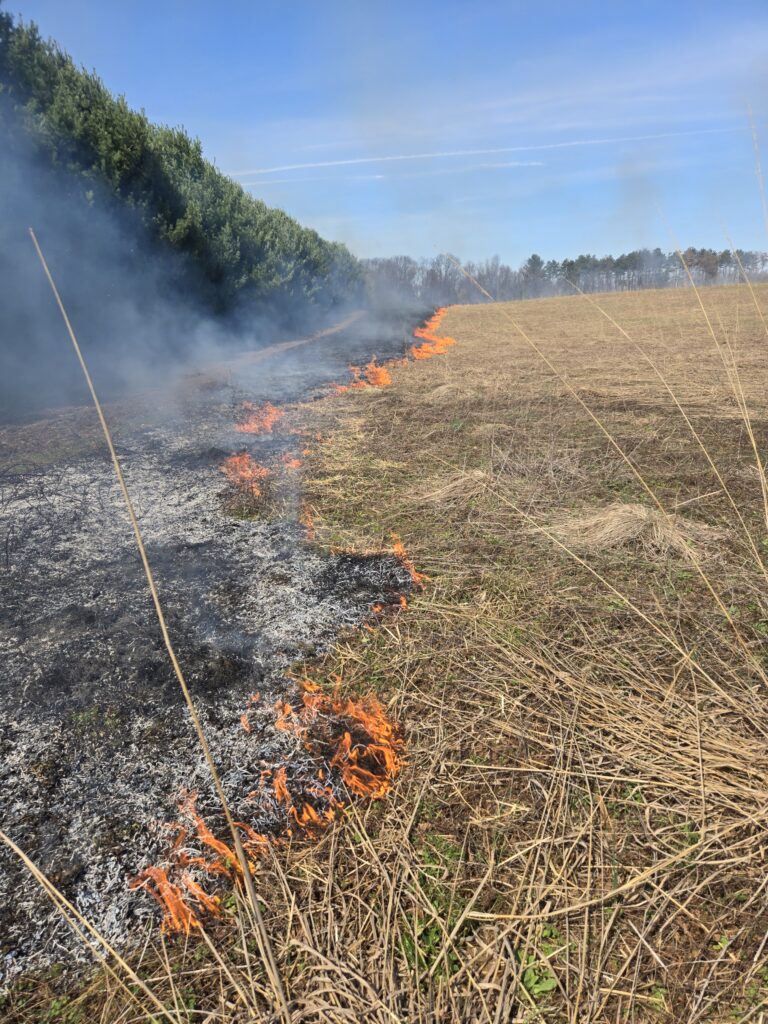 Controlled burns on grasslands consuming dead grass by some pine trees