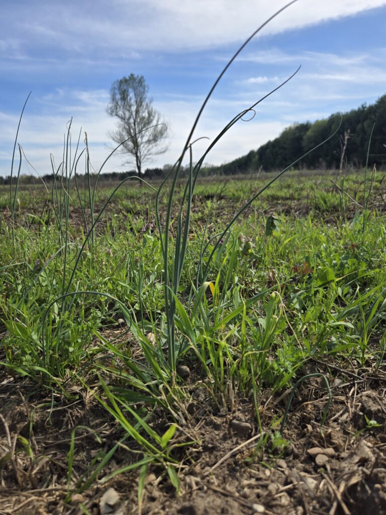 Wild onion growing in a field