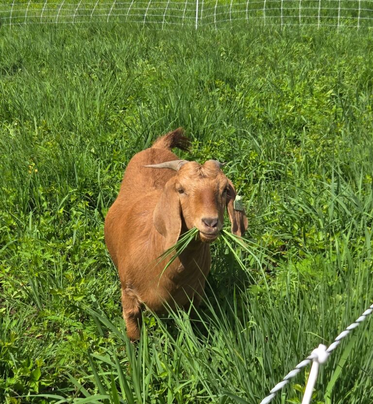 Rotationally grazing goats with grass in their mouth