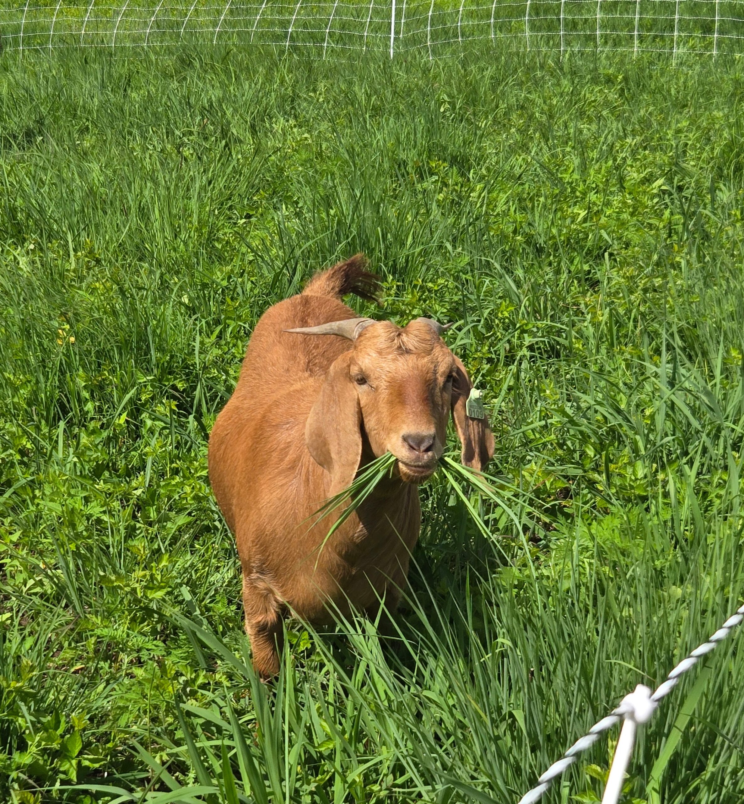 Rotationally grazing goats with grass in their mouth