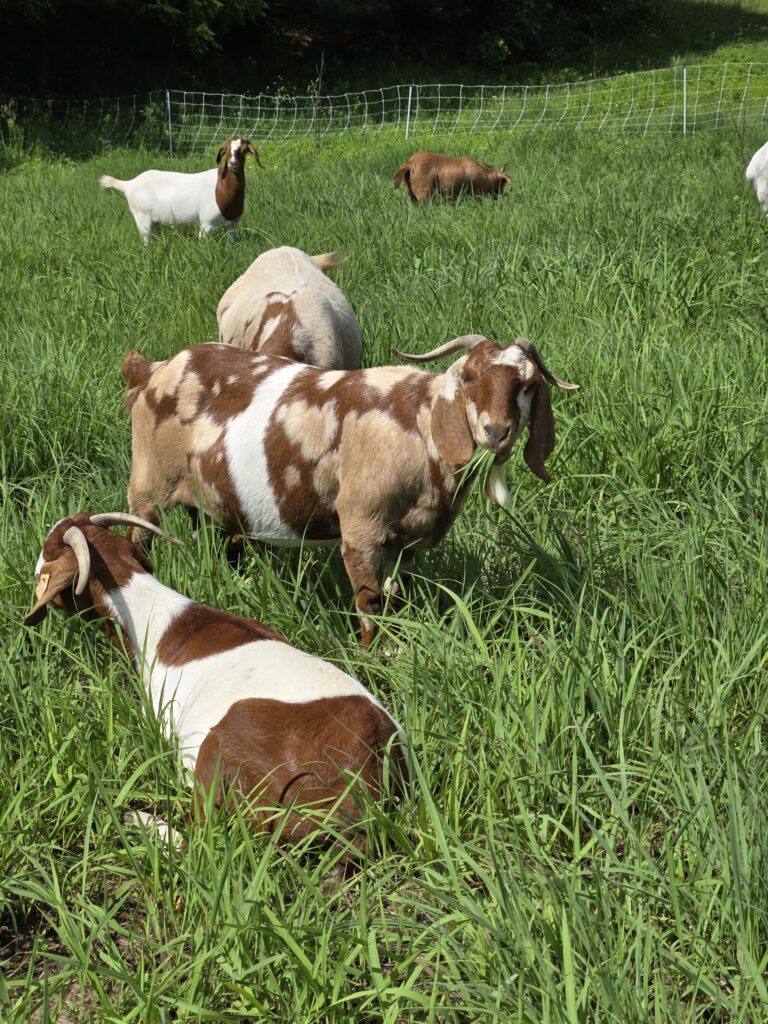 Goats eating grass in a temporary paddock.