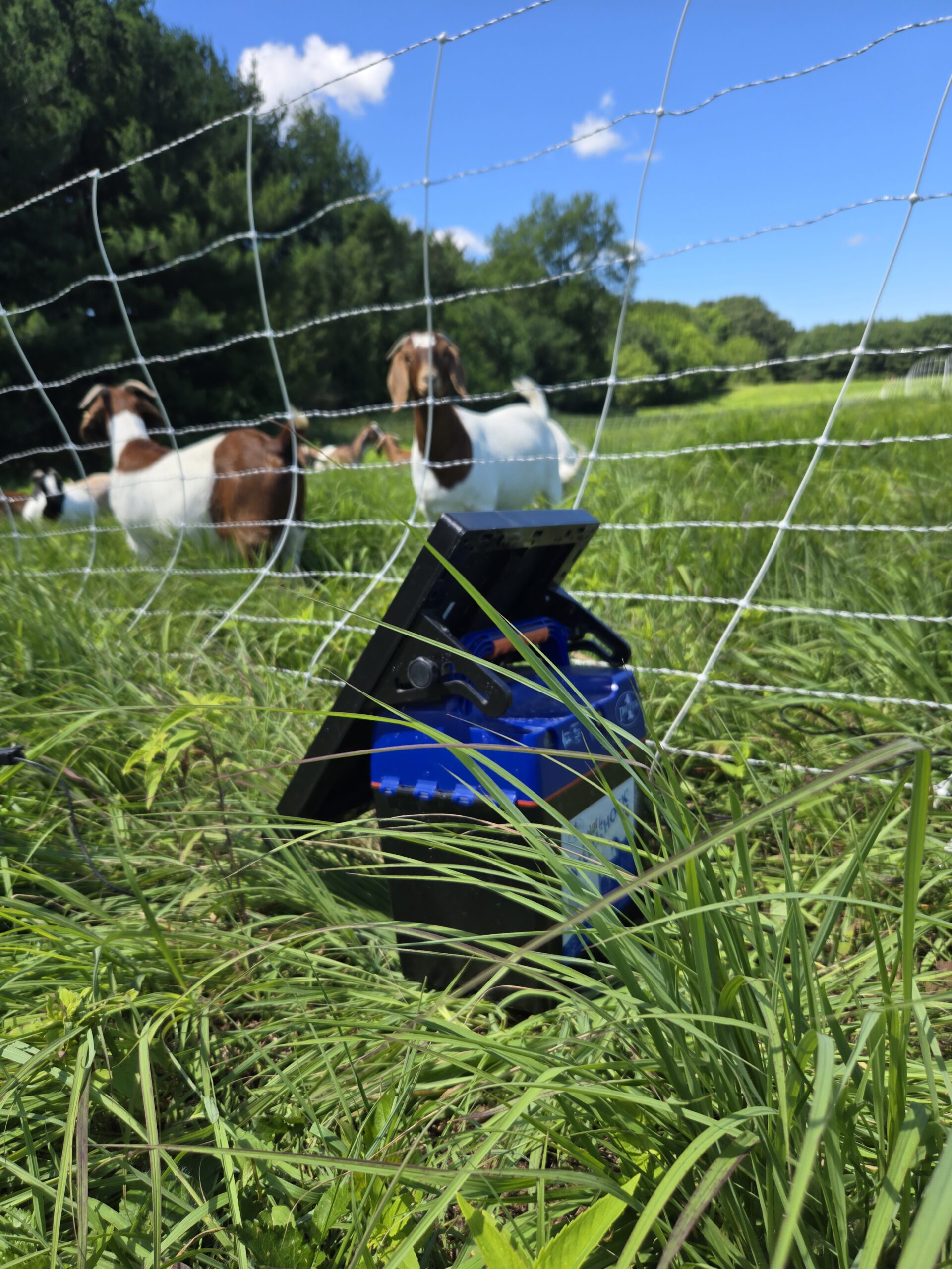 Success with rotational grazing, a solar energizer.