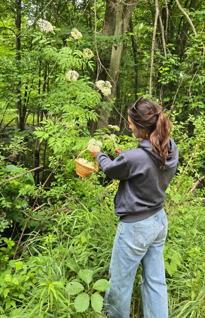 A woman harvesting elderflowers in a swamp