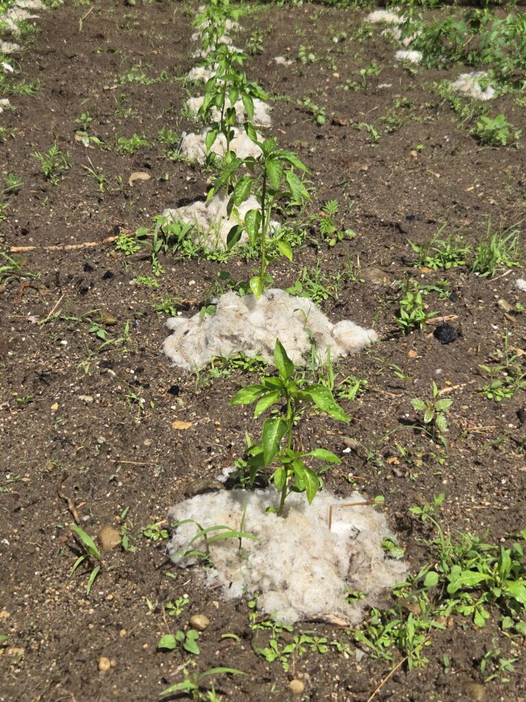 Use waste wool as mulch in the garden
