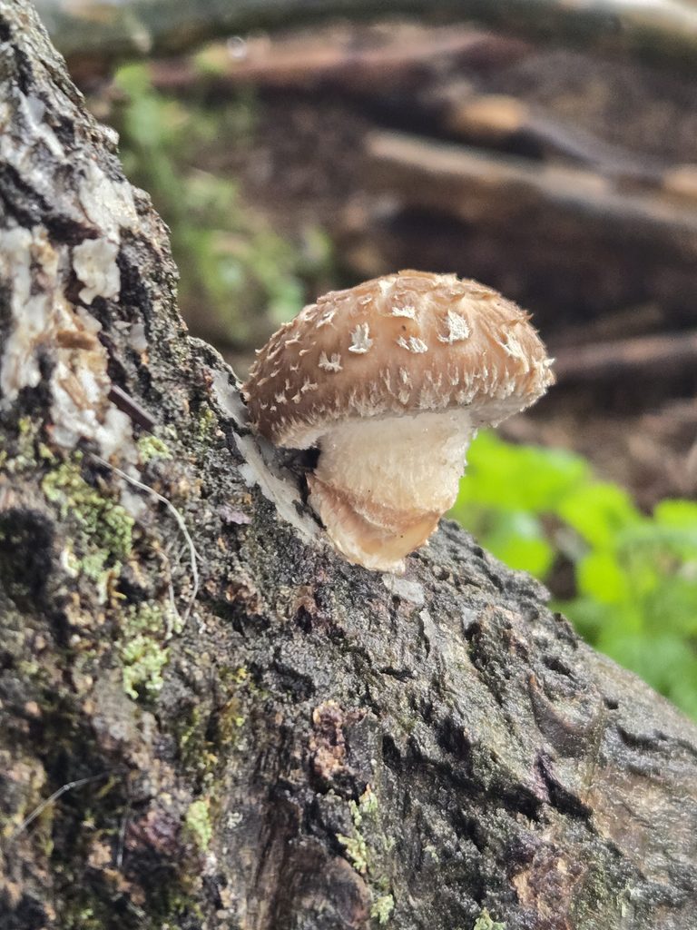 Shiitake mushroom sprouting from a log.