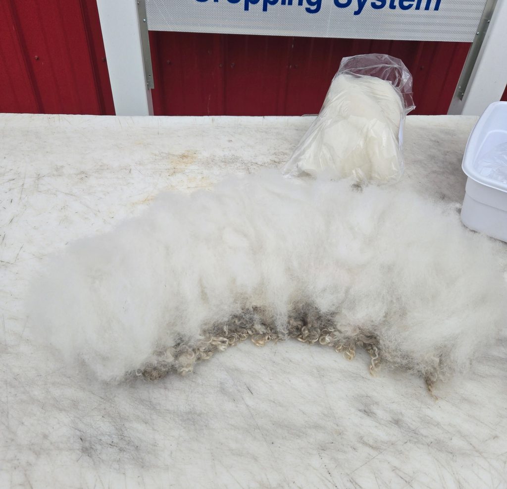 Layering roving for a felted fleece collar