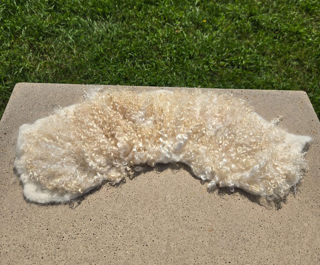 Dried felted fleece collar