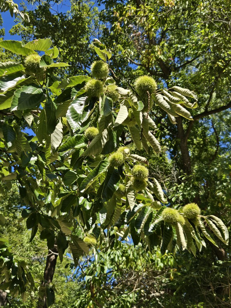 Hulls on a Chinese Chestnut tree