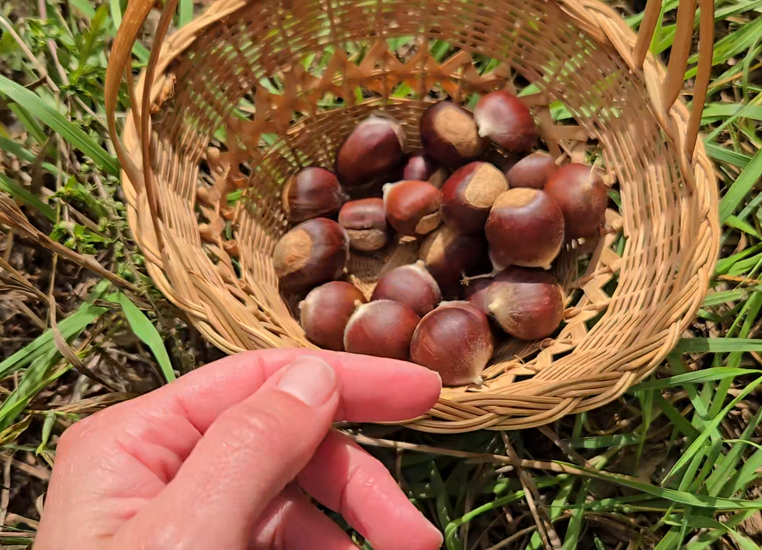 Forage wild chestnuts